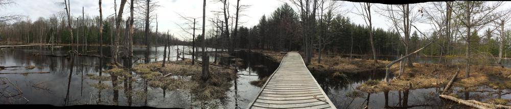 Muskoka Run