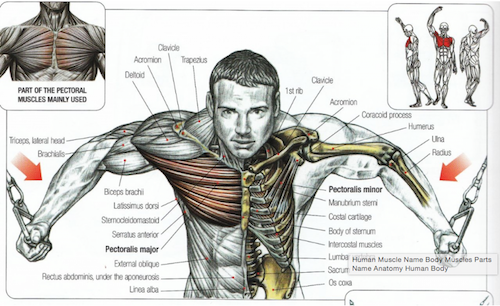 human anatomy cancer
